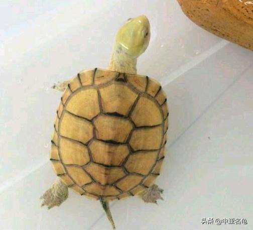 新手养水龟最好养什么龟,新手养半水龟哪个品种好