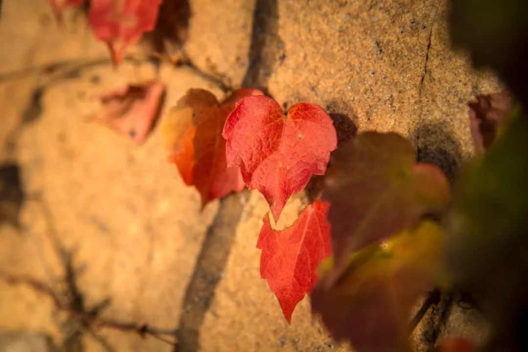 万般滋味皆是生活丰子恺写的什么,丰子恺万般滋味都是生活音频