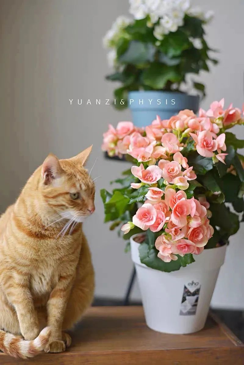 丽格海棠的养殖方法不长新枝,养好丽格海棠的几个小窍门是什么