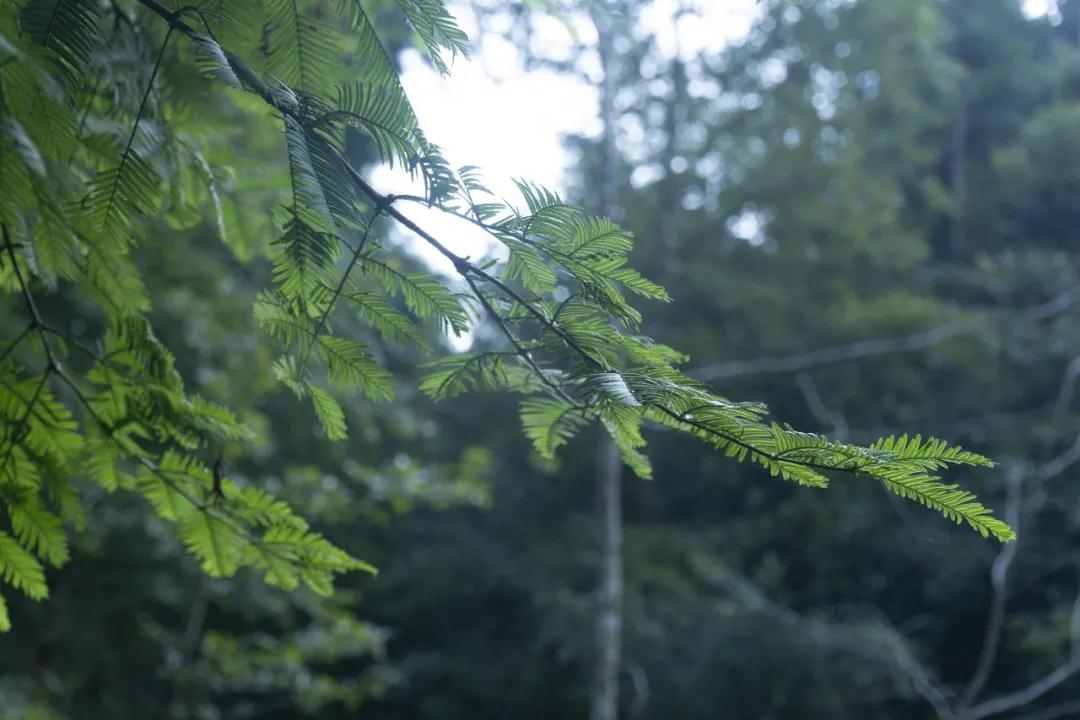 中国的植物多样性保护,全国林草生物多样性保护成就展