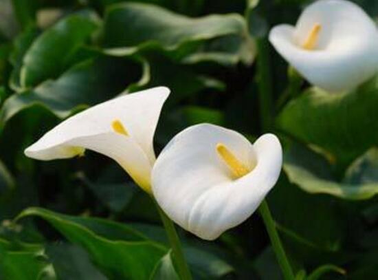 马蹄莲怎么浇水才会活,马蹄莲每天浇水的正确方法