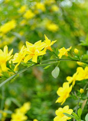 迎春花形态描写作文,迎春花形态特征图片