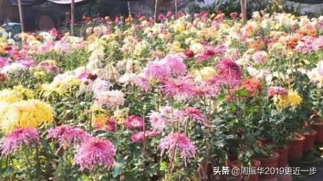 为什么一朵菊花有七八种颜色呢,一株菊花开出7种颜色