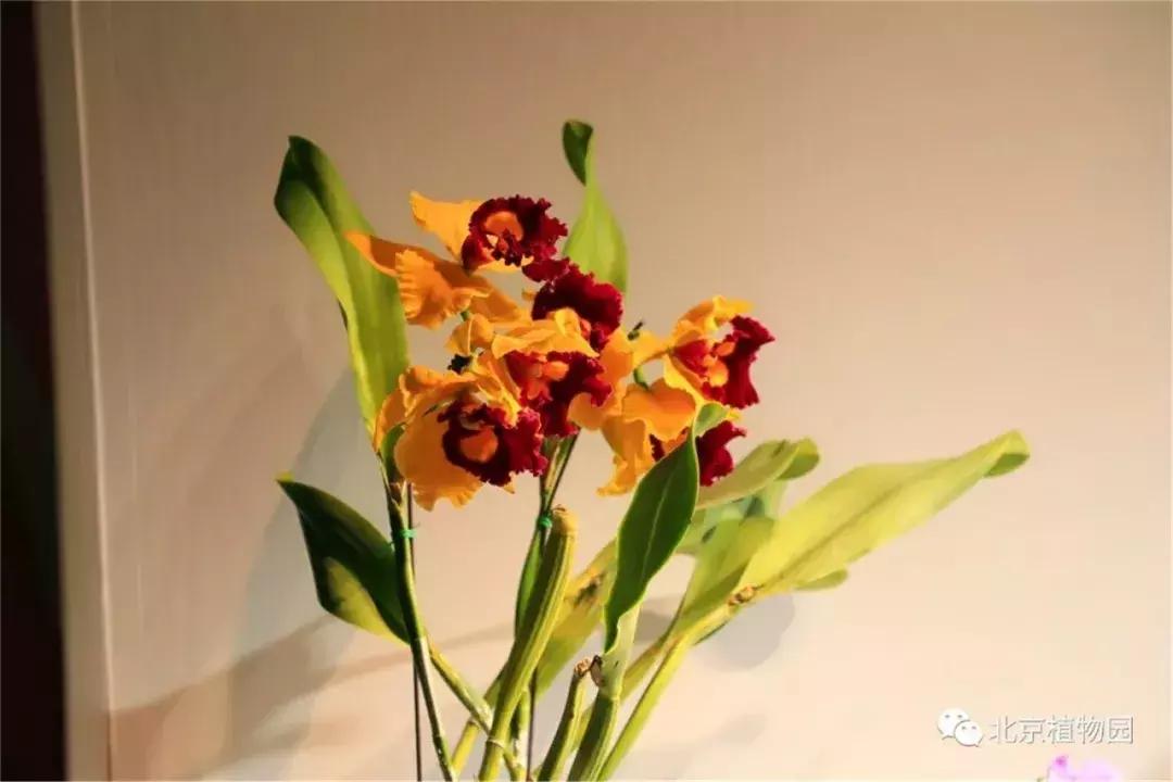 美美美！海淀这个地儿，万株兰花惊艳来袭，你招架的住吗？