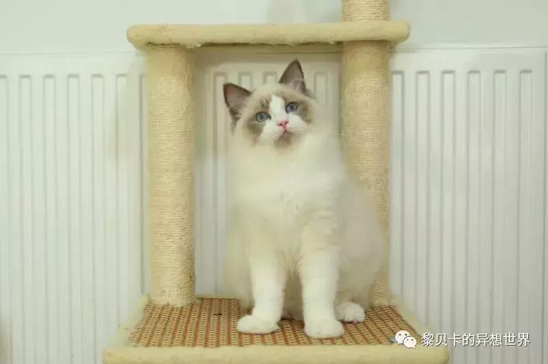 这些东西买的时候好肉痛，用的时候却觉得超值！