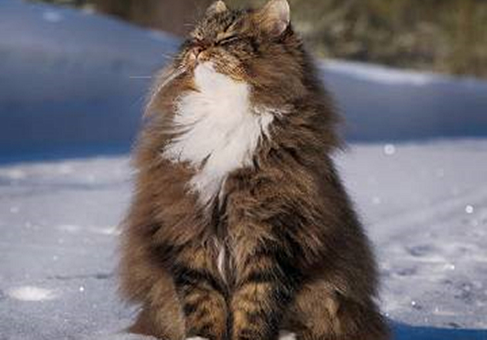 芬兰居民”云养“霸王猫，观其壮硕体型，网友感慨：这是熊吧？