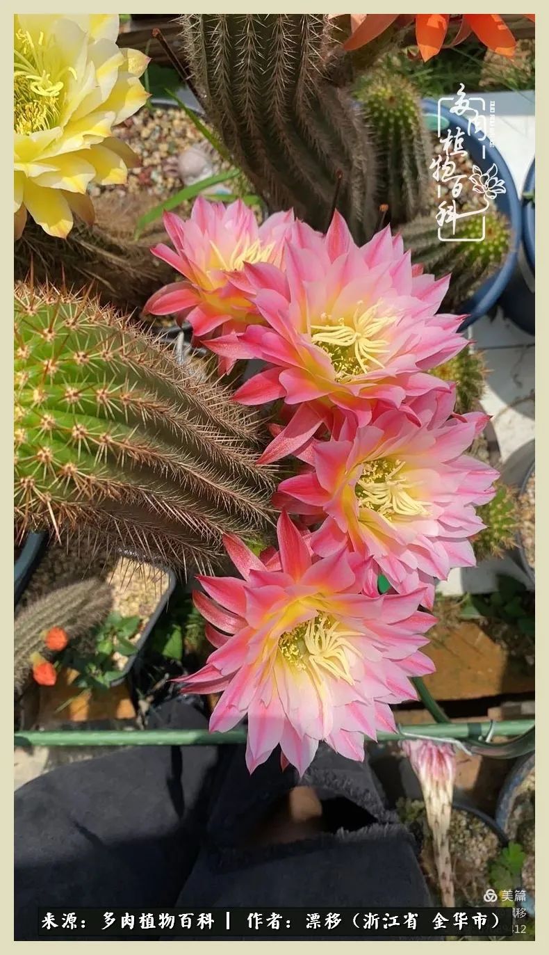 仙人球开花并散发着香味,仙人球花盛开吐露芬芳