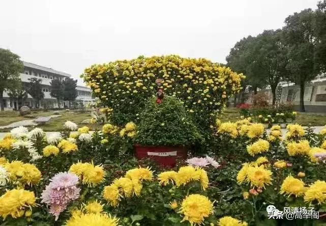 系列散文——李淑孟：我们的学校是花园（之二十）