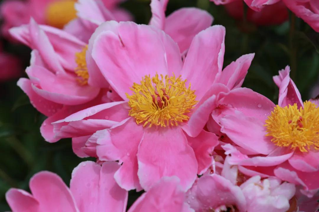 朝阳赏花攻略（建议收藏）