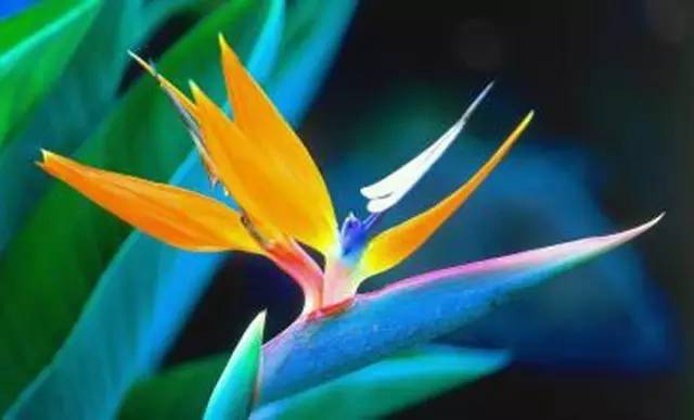 一花一世界的兰花,一花一世界的蝴蝶兰