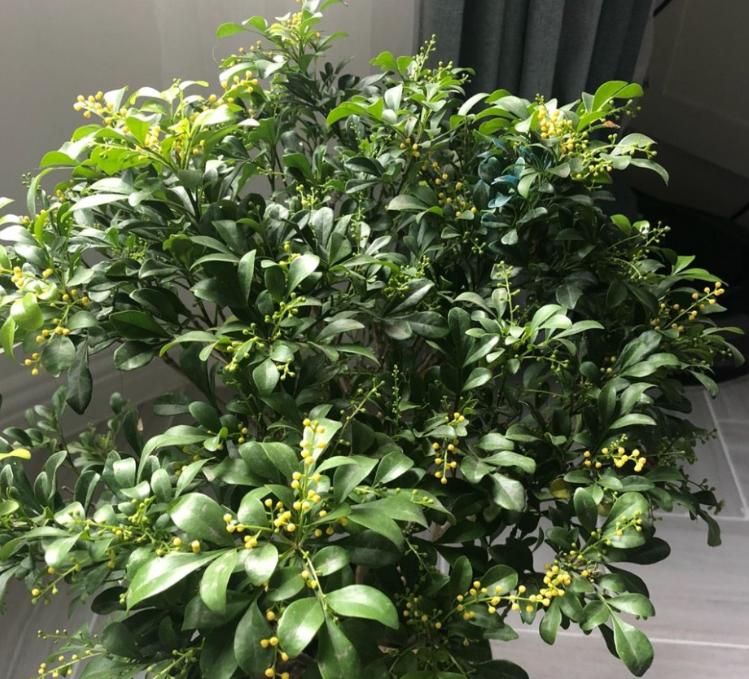 米兰用什么土养殖方法,米兰的养殖方法及注意事项图片