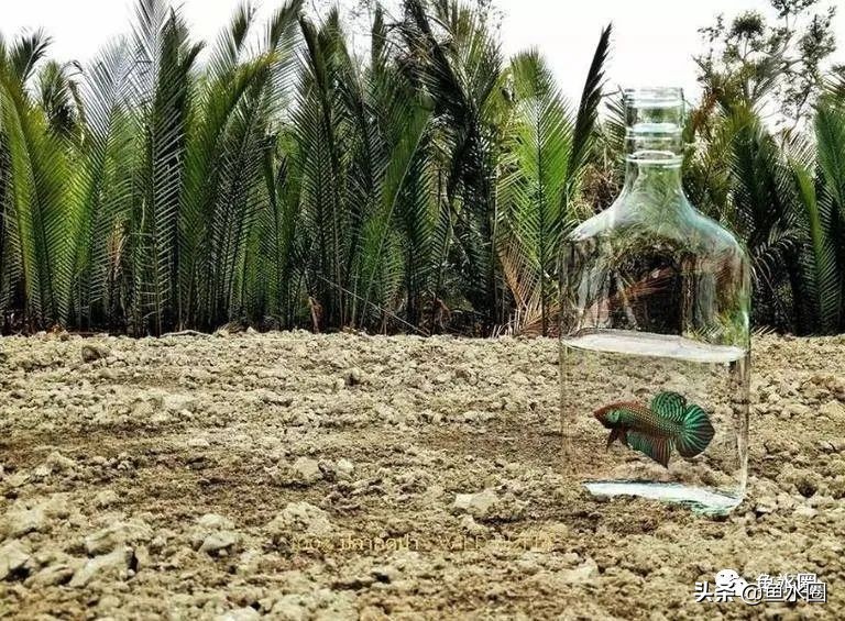 泰国斗鱼和中国斗鱼的杂交品种,中国斗鱼与泰国斗鱼哪个更厉害