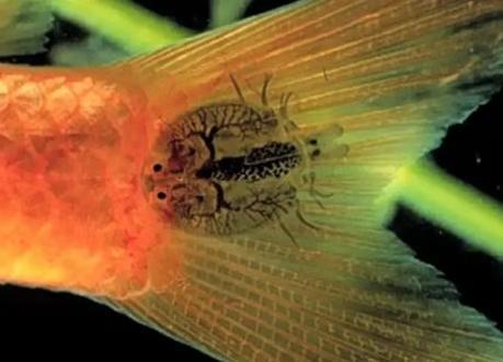 鱼尾巴不是纸做的，因为水质不好或寄生虫，会导致尾巴撕裂吗？