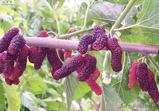 桑树种植技术资料大全,致富经桑树种植技术