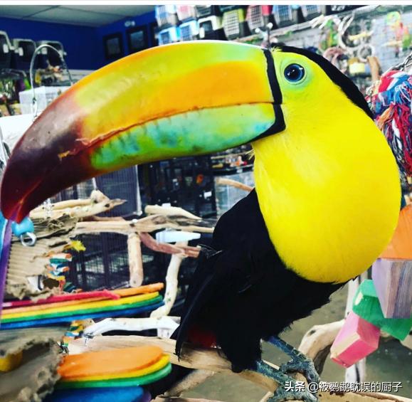 国外鹦鹉品种大全,国外鹦鹉宠物店各种品种