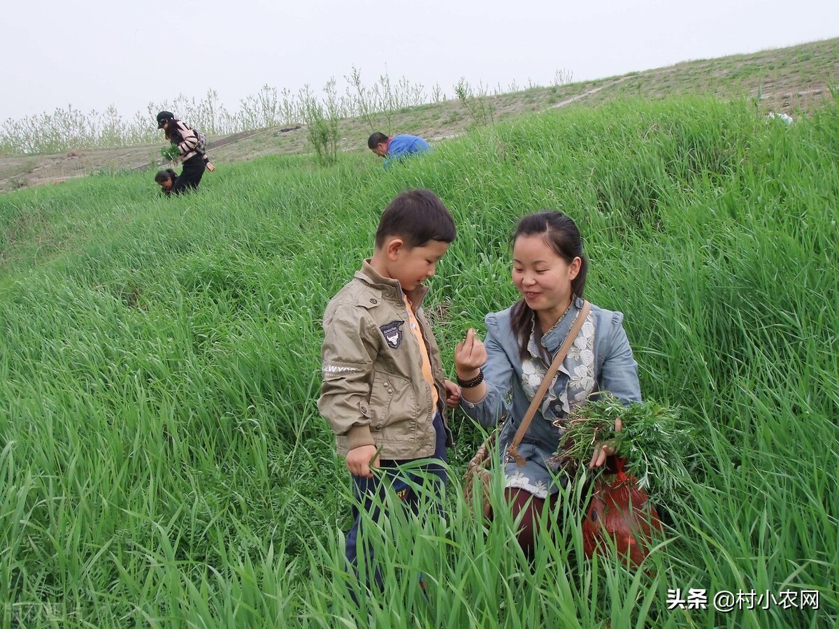 适合农村创业的29个项目,2022乡镇致富新项目