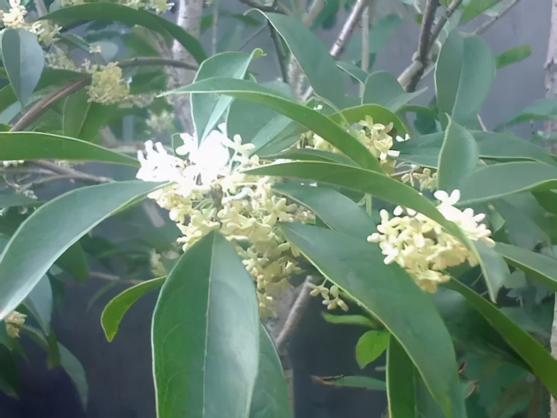 桂花发了好多新芽,桂花品种对比一览表