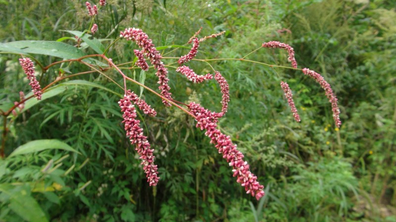 祖传治疗肚子硬块,颈部有肿块吃什么中成药