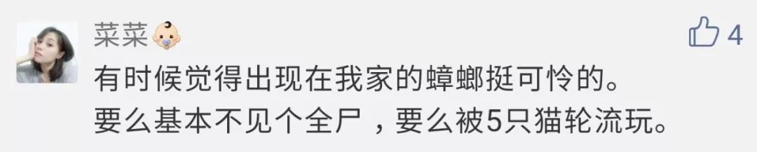 南方养猫跟北方养猫什么区别,北方养猫为什么比南方好