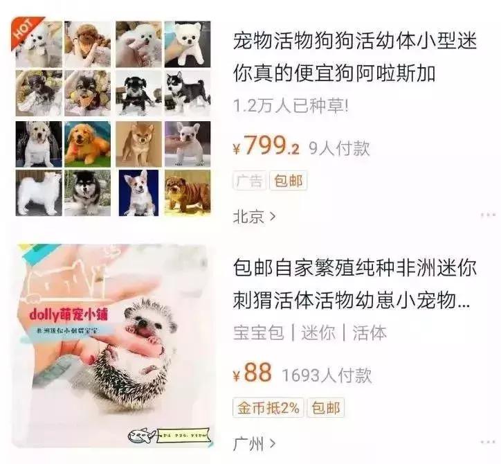 网上花钱买宠物违法吗,网上购买的宠物怎么维权