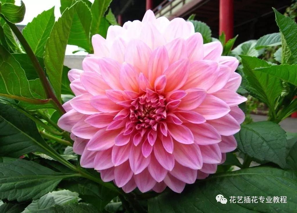 学花艺必备的花语,花艺师要知道的花与花语