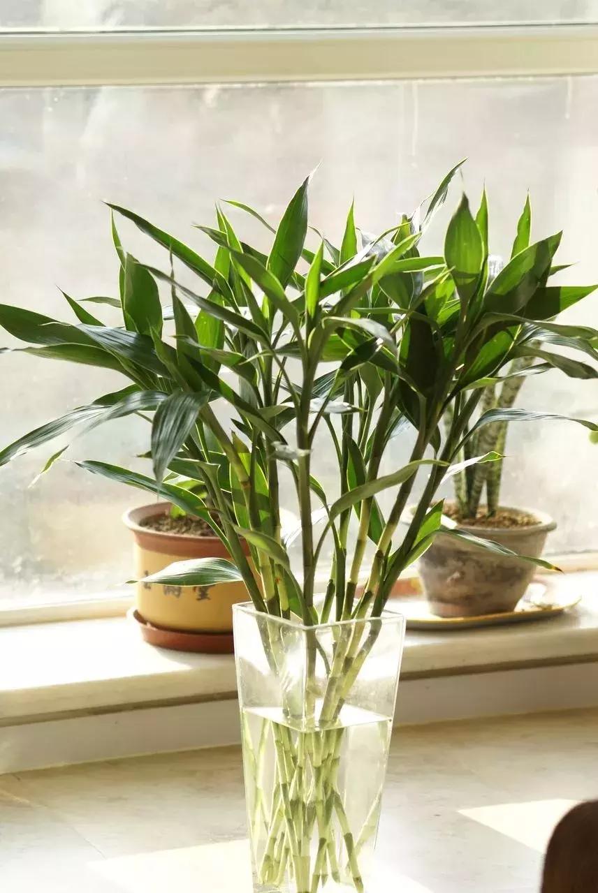 客厅风水改造布置图大全,名家的客厅布置风水图片