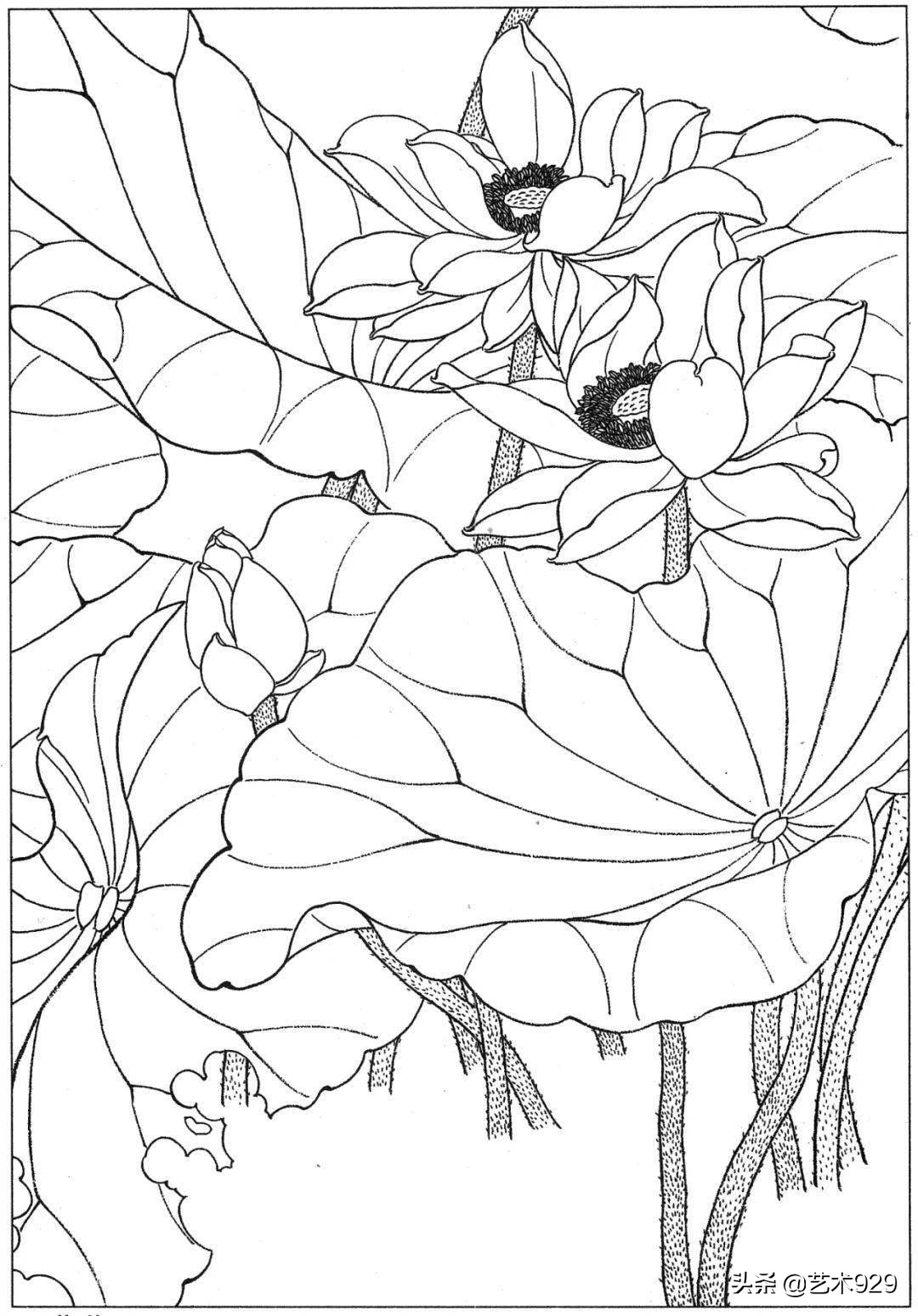 适合初学者的荷花白描画稿,荷花小品实用白描画稿