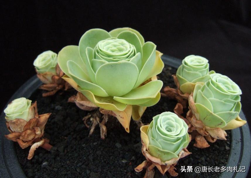 山地玫瑰多肉叶片发黄,多肉山地玫瑰白粉病怎么治