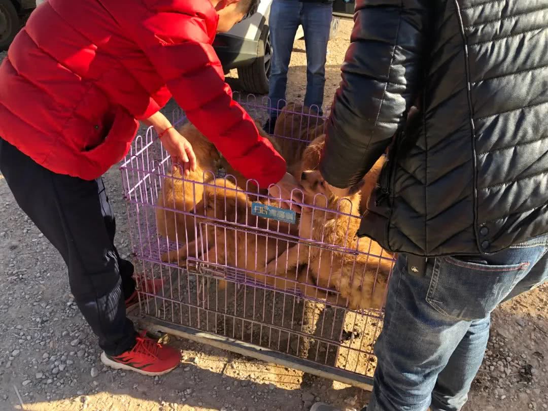 2000块从狗贩子买的金毛,出售金毛1000元