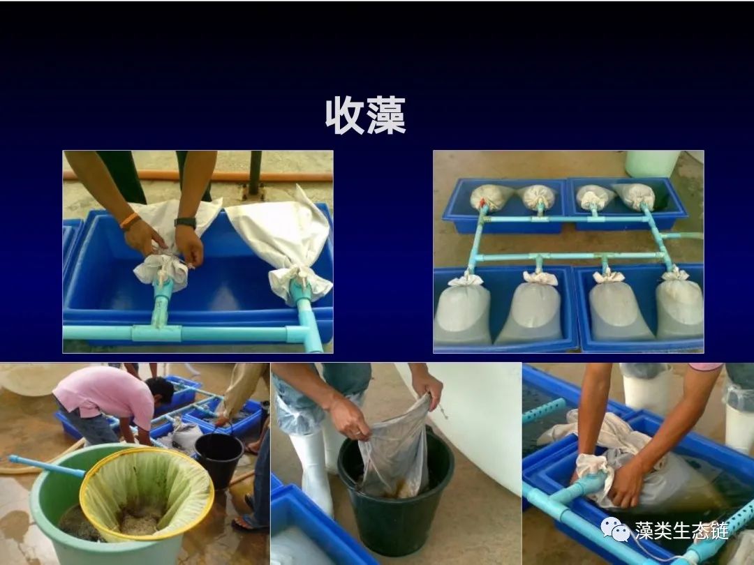 藻类培养课程视频教程,海南藻类生态链