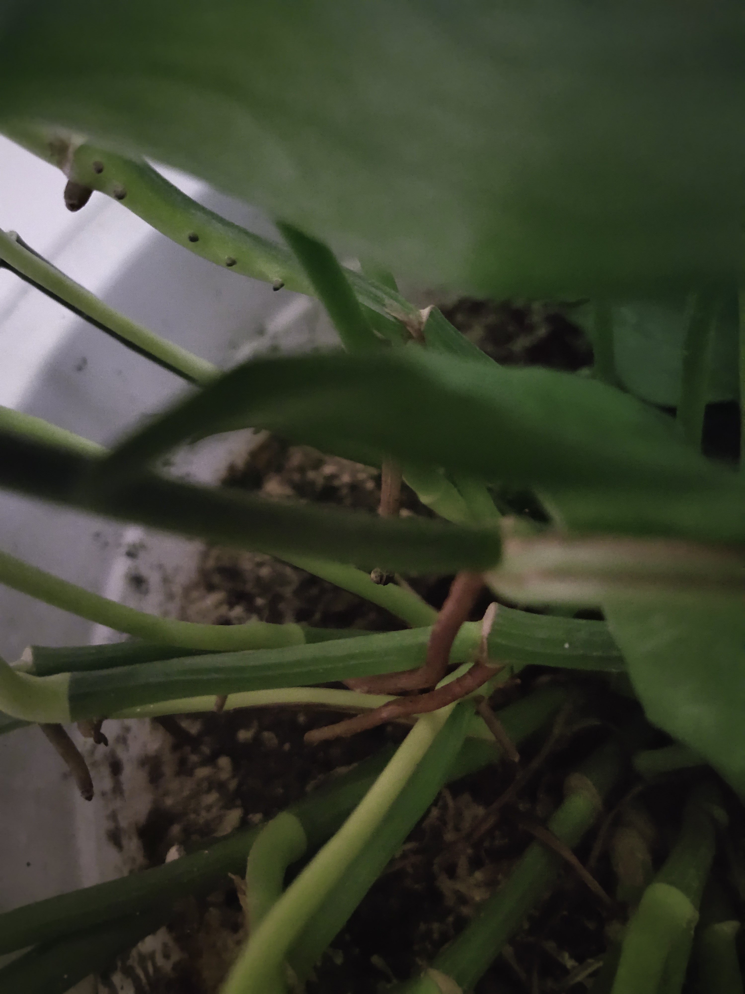 用什么方法能使绿萝快速生根,如何促进绿萝气生根