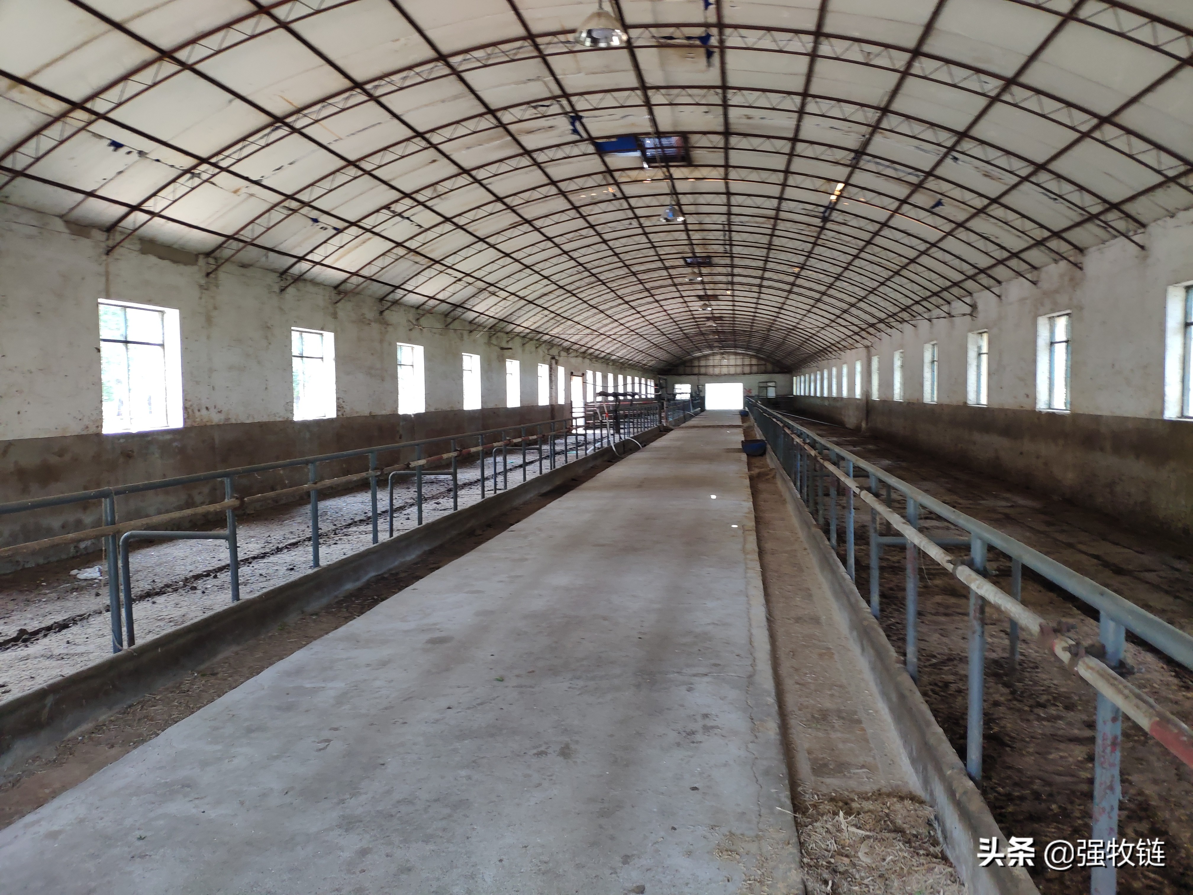 养牛大棚建造低成本,养殖场大棚养牛怎么样管理好