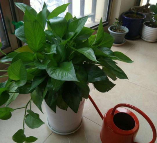 绿萝叶子黄了可以加阿斯匹林吗,绿萝黄叶用阿司匹林可以吗