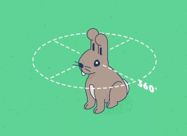 袋鼠有二个子宫,袋鼠有三个育儿袋