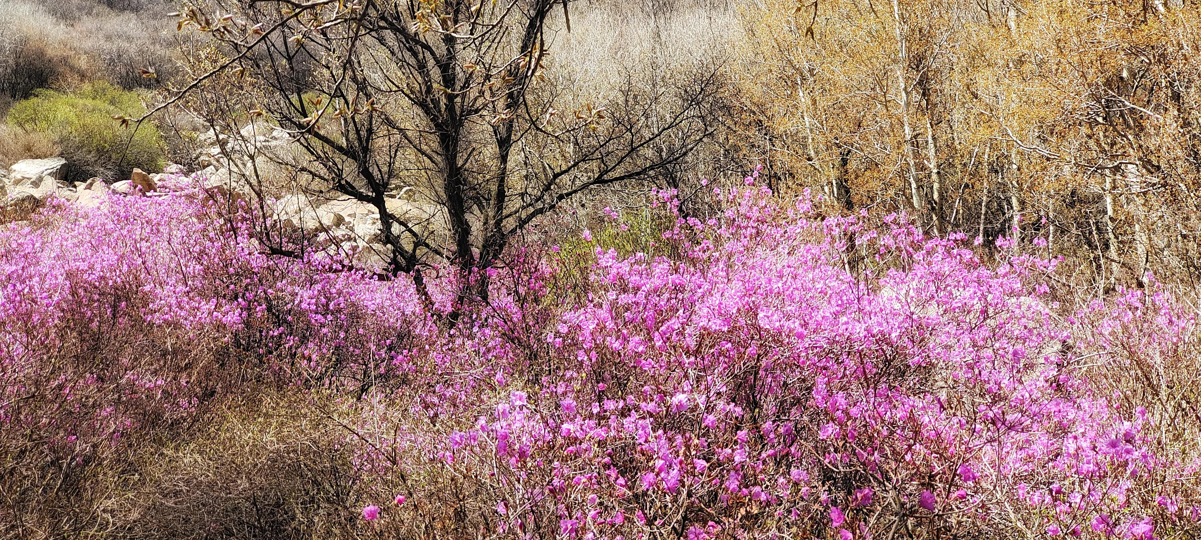 喇叭沟门原始森林住宿,喇叭沟门原始森林冰川