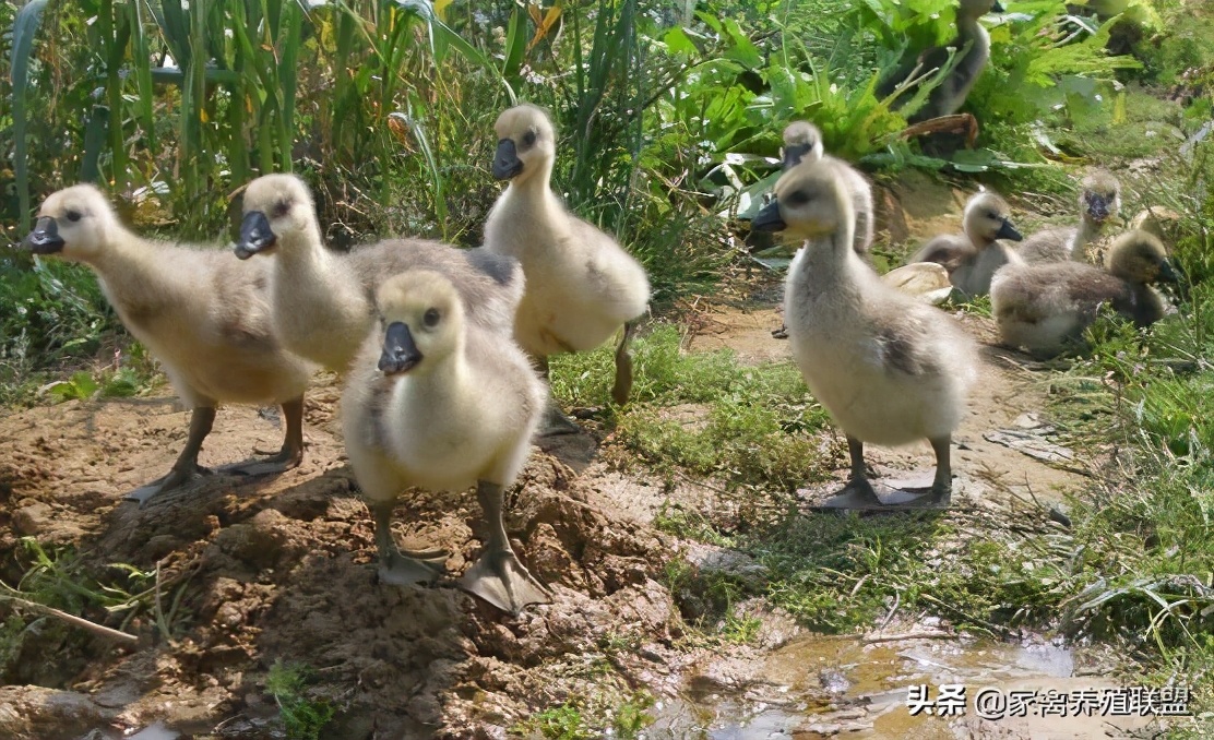 狮头鹅苗在一年之中几个月最便宜,狮头鹅苗多少钱一只能长多少斤