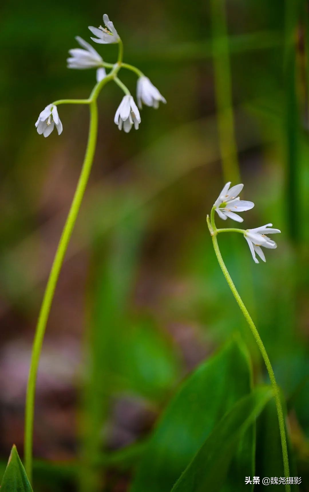 各个季节的野生兰花,北京百花山野生兰花图片
