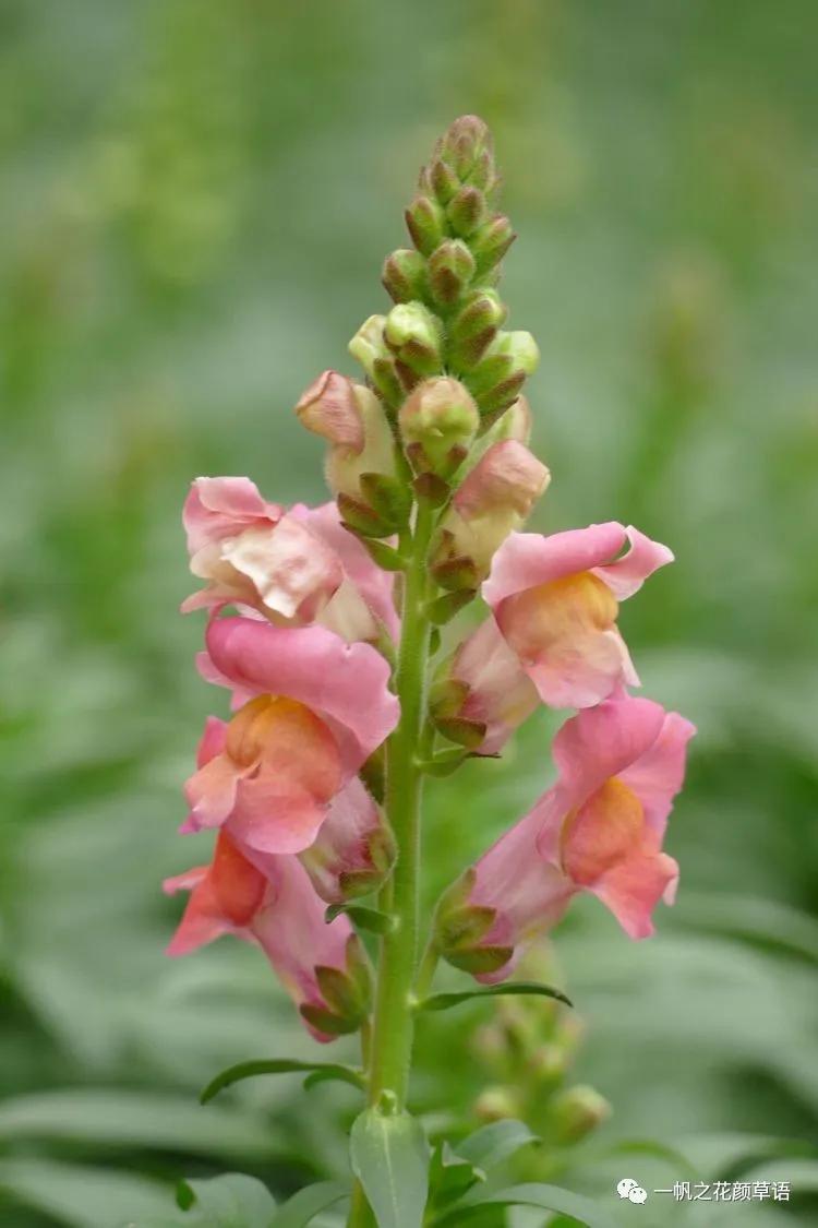 金鱼草的简介,金鱼草的地径