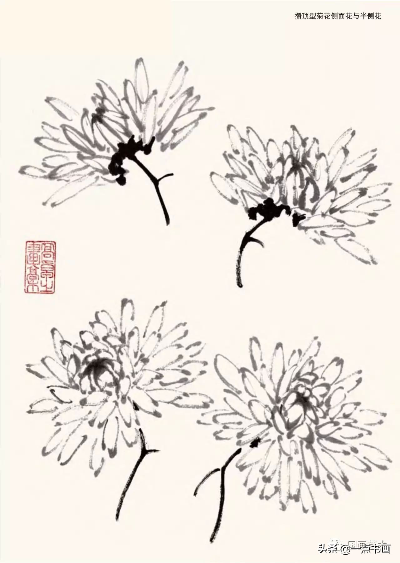 菊花画法教程简笔画,菊花拟人画法