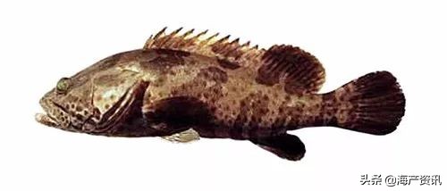 顶级海鲜鱼类大全图解,常见海鲜鱼类哪些便宜