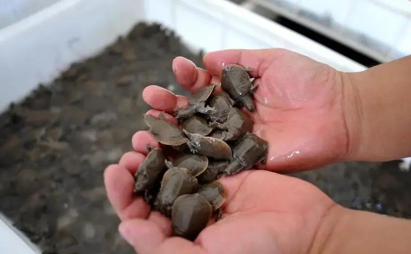 官方明确了！中华鳖、乌龟等不入禁食名录