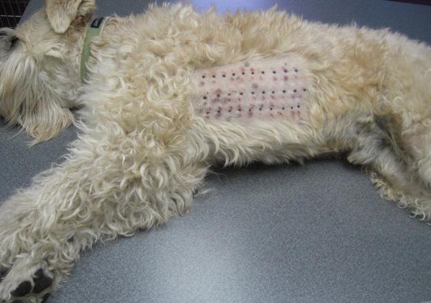 狗狗身上有皮肤病用什么药,狗狗皮肤大面积泛红怎么治