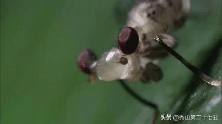 最强节肢动物排行榜,攻击力最强的十种节肢动物