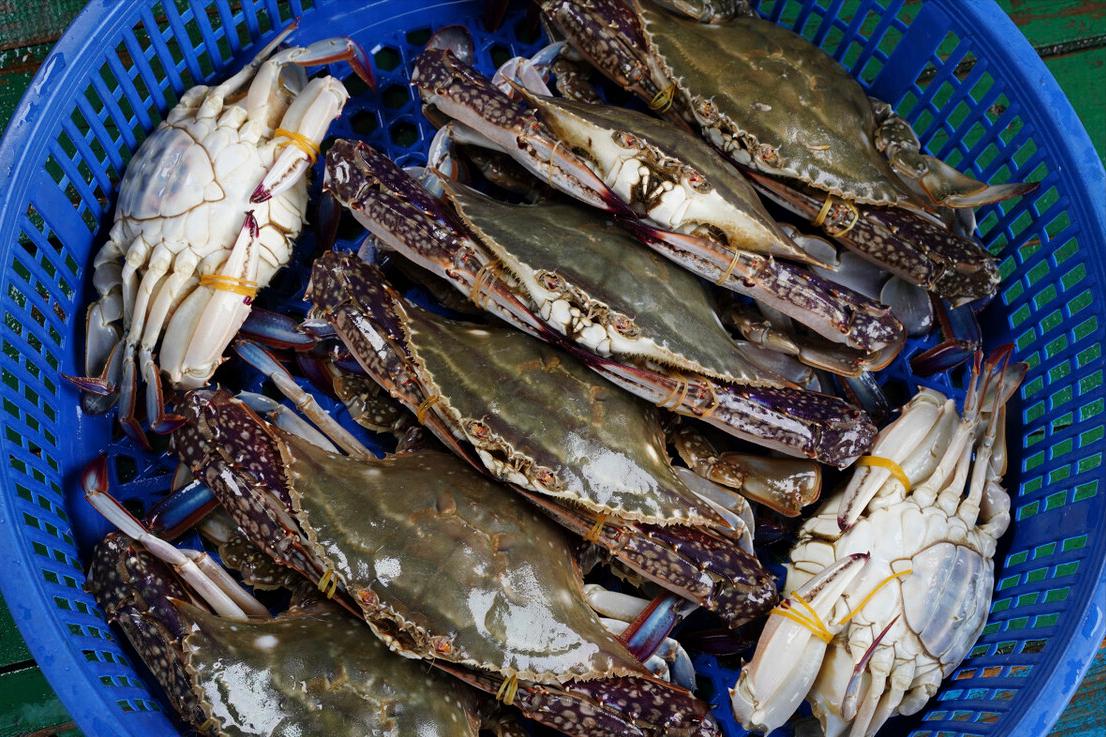 买螃蟹怎么选最有效,买螃蟹怎么挑选