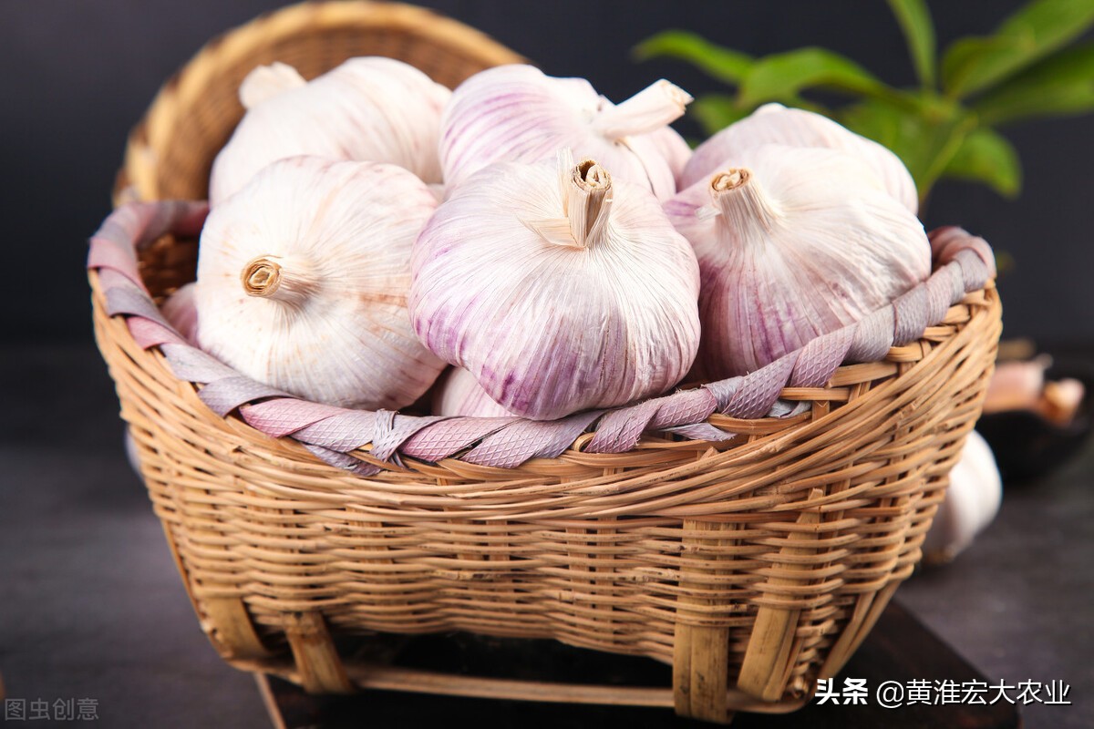 哪个国家大蒜最好,全球大蒜最多的地方是哪里