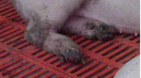 过硫酸钾消毒对猪口蹄疫有预防吗,新下的小羊羔怎样可以预防口蹄疫