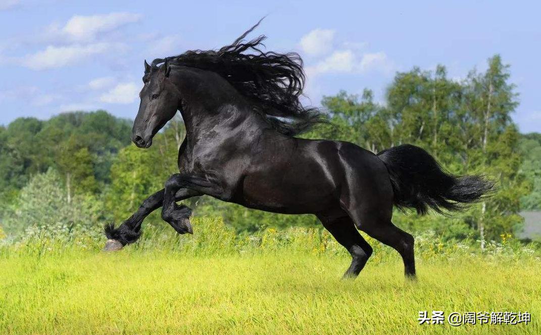 生肖鼠与生肖马共事运势如何,十二生肖每日运势大全属虎