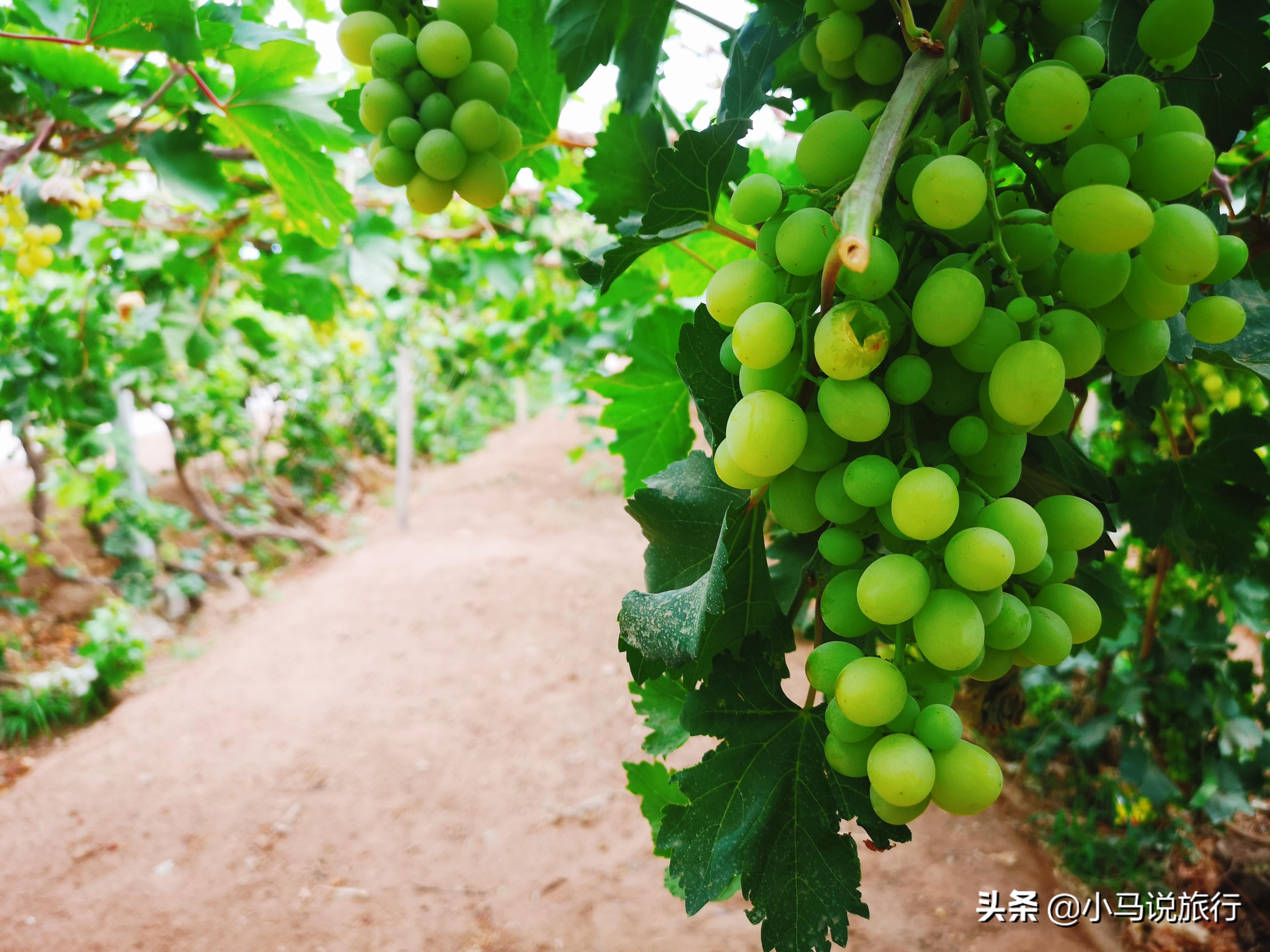 吐鲁番隐藏攻略,一个人怎么玩吐鲁番