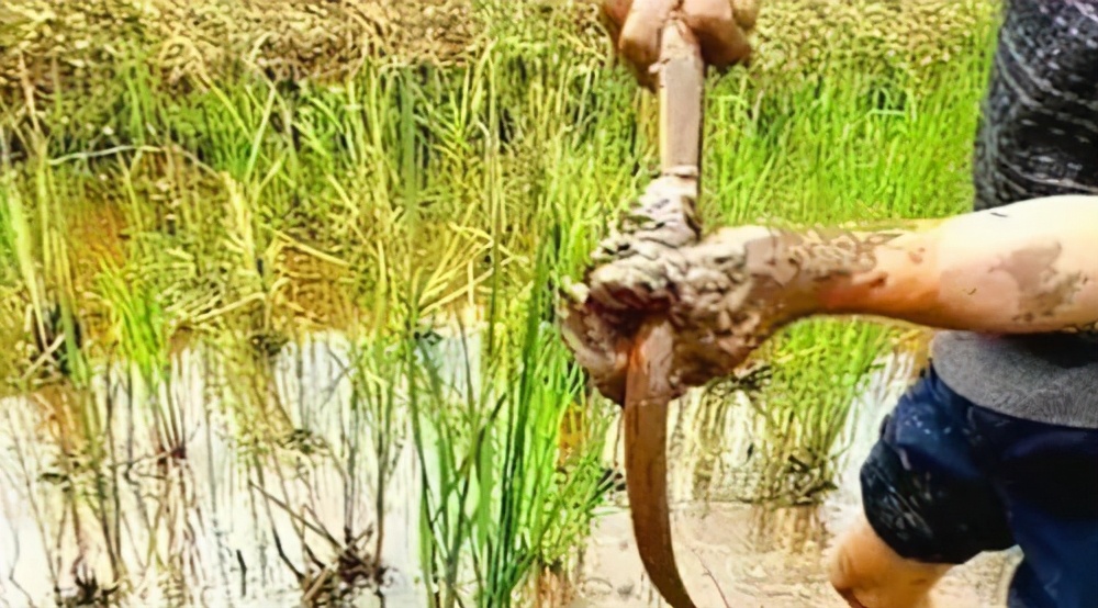 黄鳝喜欢在什么地方生长,黄鳝为什么喜欢在腐烂的树叶下面