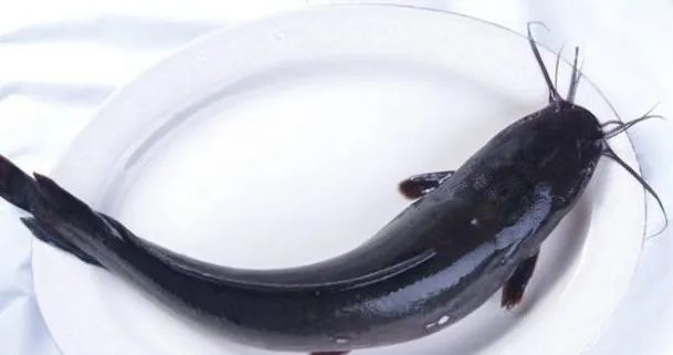 秋季钓鲶鱼的经典方法视频,秋季钓鲶鱼怎么钓